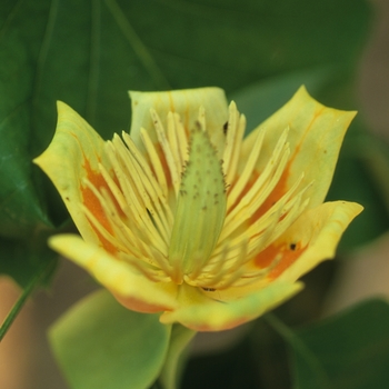 Liriodendron tulipfera - Tulip Poplar