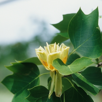 Liriodendron tulipfera - Tulip Poplar