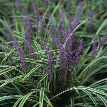 Liriope muscari ''Variegata'' - Variegated Liriope