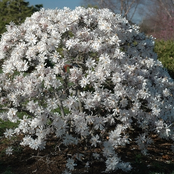 Magnolia stellata - Star Magnolia