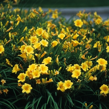 Hemerocallis 'Stella d' Oro' - 'Stella de' Oro' Daylily