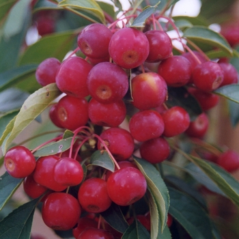 Malus hybrid - Sugar Tyme Crabapple