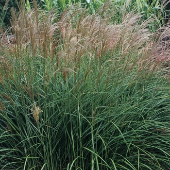 Miscanthus sinensis - Japanese Silver Arrow Grass