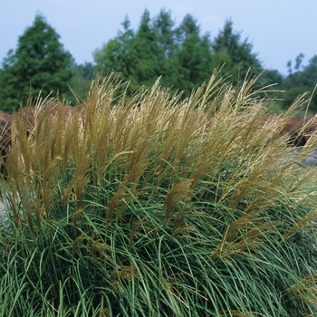 Miscanthus sinensis - 'Adagio'