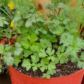Herb 'Mixed Herb Container' - Colander W/Herbs