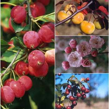 Malus - Multiple Varieties