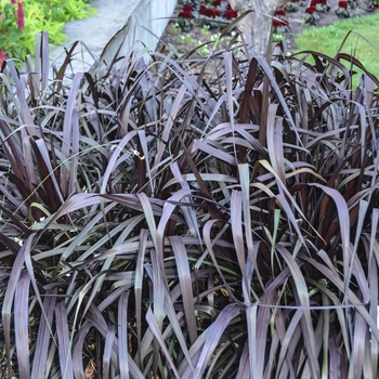 Pennisetum purpureum - Graceful Grasses® Vertigo®