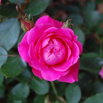 Rosa 'Radtkopink' PP18507, CPBR 3757 - Pink Double Knock Out® 