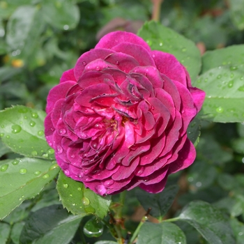 Rosa 'Ebb Tide™ ' WEKsmopur PPAF (Rose) - Ebb Tide™ Rose