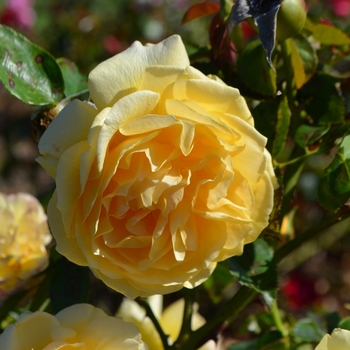 Rosa 'WEKvossutono' - Julia Child Rose