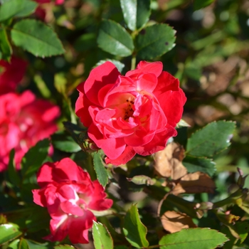 Rosa 'Meigalpio' PP17877 (Rose) - Red Drift® Rose