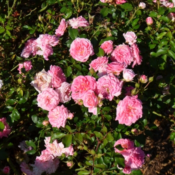 Shrub Rose - 'Sweet Drift Rose