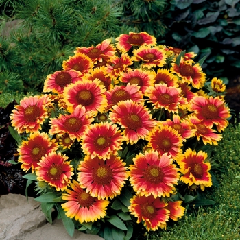 Gaillardia x 'Arizona Sun' - Blanket Flower