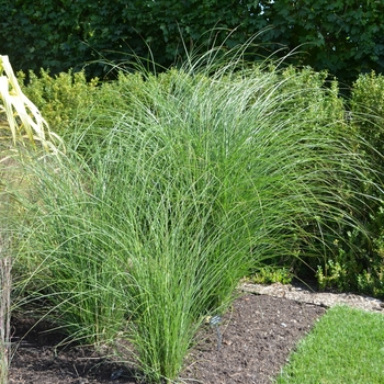 Miscanthus sinensis - 'Gracillimus'