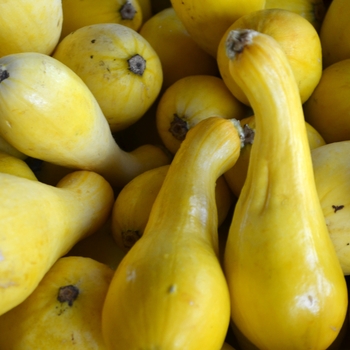 Crookneck Squash - Summer Squash