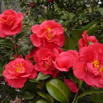Camellia -Camellia japonica 'Kramer's Supreme'