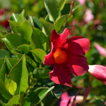 Dipladenia 'Rio™ Deep Red' - Dipladenia