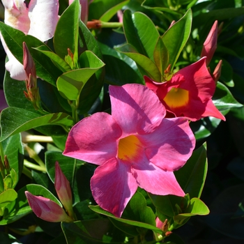 Dipladenia Pink - Dipladenia