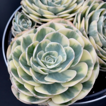 Echeveria secunda 'Compton Carousel' - Hens and Chicks