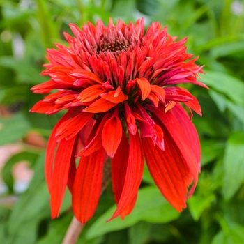 Echinacea purpurea - Double Scoop™ Cranberry