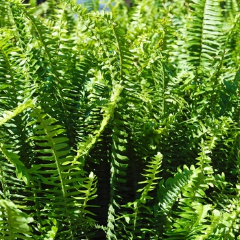 Nephrolepis obliterata - Kimberly Queen Fern 