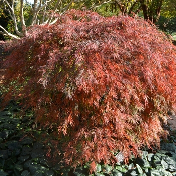 Acer palmatum 'Crimson Queen' - Japanese Maple