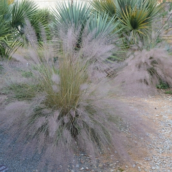 Muhlenbergia capillaris - Pink Muhly Grass