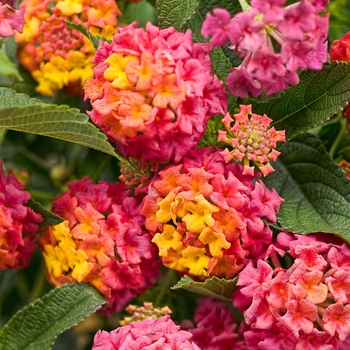 Lantana camara - Luscious® Berry Blend™