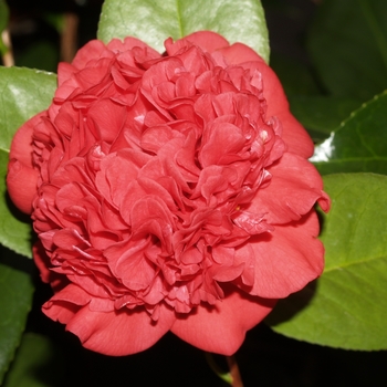 Camellia japonica 'Professor Sargent' - Professor Sargent Camellia