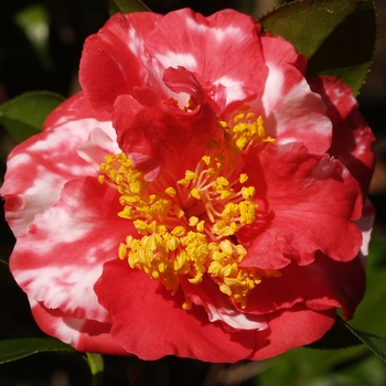 Camellia japonica 'Laura Walker Variegated' - Laura Walker Variegated Camellia
