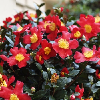 Camellia sasanqua 'Yuletide Candle' - Camellia