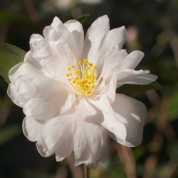 Camellia 'Winter's Snowman - Winter's Snowman