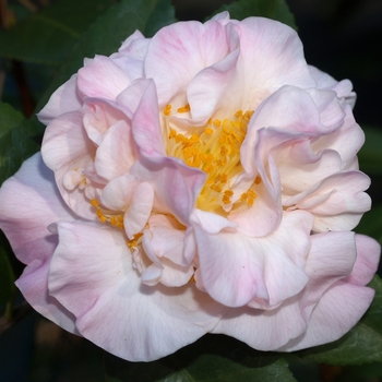 Camellia 'High Fragrance' - Hgh Fragrance Camellia