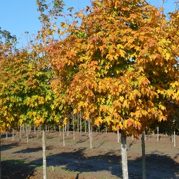 Acer saccharum 'Green Mountain' - Green Mountain Sugar Maple