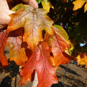 Acer saccharum - 'Fall Fiesta®' Sugar Maple