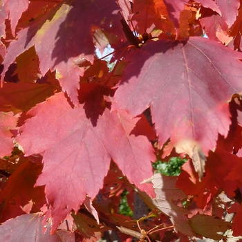 Acer rubrum 'Redpointe' - Redpointe Maple