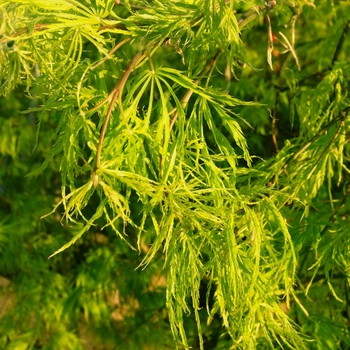 Acer palmatum dissectum 'Viridis' - Green Cutleaf Japanese Maple