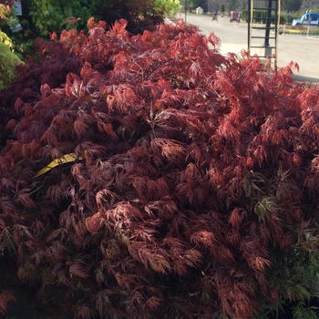 Acer palmatum dissectum 'Orangeola' - Orangeola Cutleaf Japanese Maple