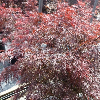 Acer palmatum dissectum 'Garnet' - Garnet Cutleaf Japanese Maple