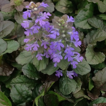 Ajuga reptans - Ajuga