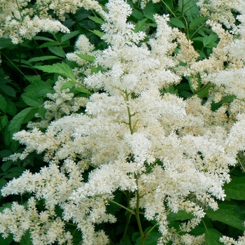 Astilbe arendsii 'Bridal Veil' - Astilbe