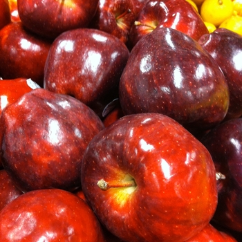 Malus domestica - 'Red Delicious' 