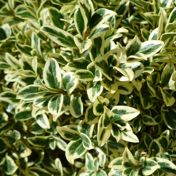 Buxus sempervirens 'Aureo-variegata' - Variegated English Boxwood