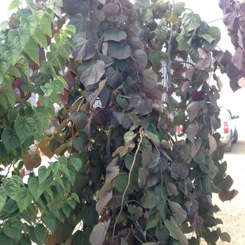 Cercis canadensis 'Ruby Falls' - Weeping Redbud