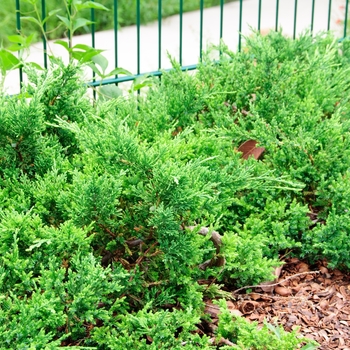 Juniperus chinensis ''Sargentii'' (Sargent''s Juniper) - Sargentii Sargent''s Juniper