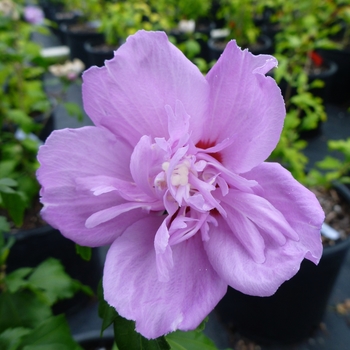 Hibiscus syriacus 'Ardens' - Rose of Sharon