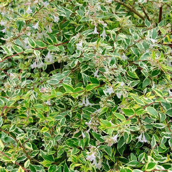 Abelia x grandiflora 'Hopley's' - Twist of Lime™ Glossy Abelia