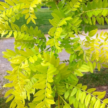 Gleditsia triacanthos var. inermis 'Suncole' - Sunburst® Honeylocust