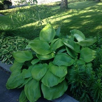 Hosta 'Sum and Substance' - Sum and Substance Hosta