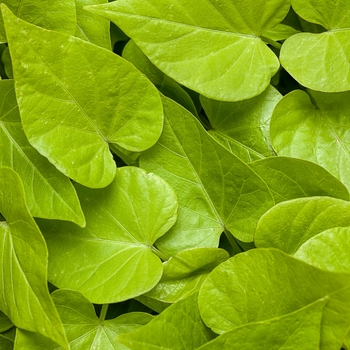 Ipomoea hybrid - Sweet Caroline Sweetheart Lime